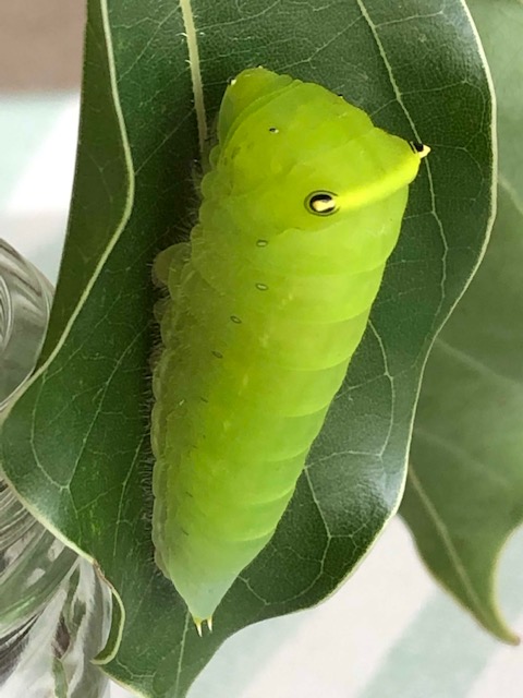 アオスジアゲハ終齢幼虫