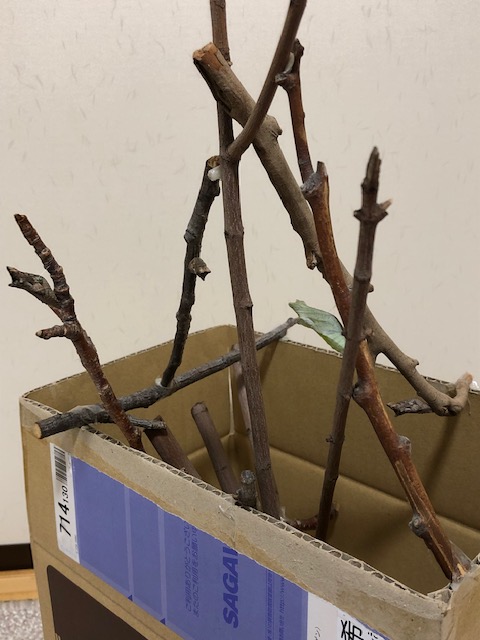 アゲハチョウ蛹