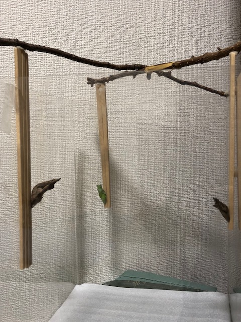 アゲハチョウ蛹