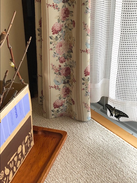 カーテンにとまったアゲハチョウ