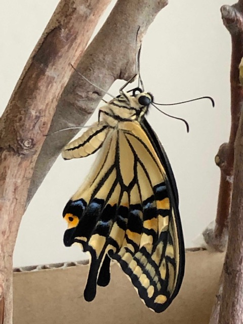 アゲハチョウ成虫