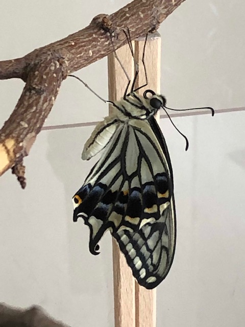 ナミアゲハ成虫