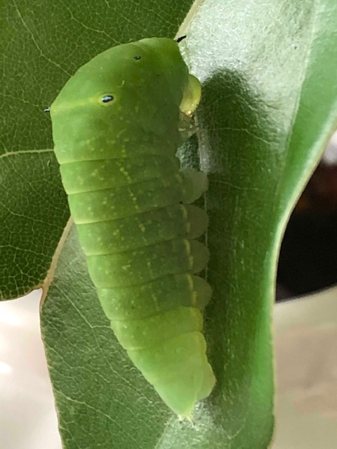 アオスジアゲハ終齢幼虫