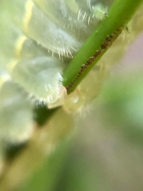 アオスジアゲハ終齢幼虫の腹脚