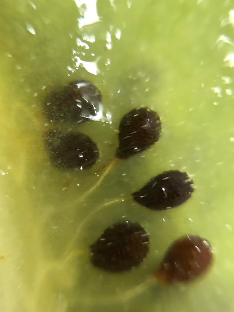 キウイフルーツの種