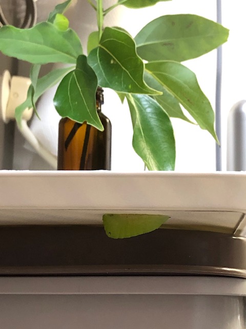 トレイの裏に張り付いたアオスジアゲハ幼虫