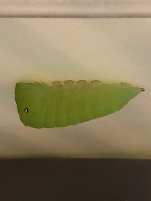 アオスジアゲハ幼虫