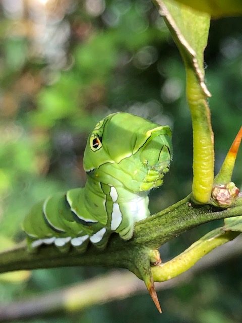 アゲハチョウ終齢幼虫