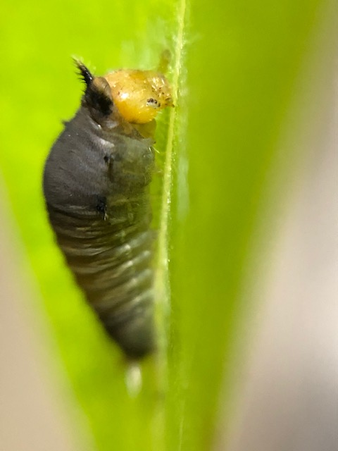 アオスジアゲハ幼虫