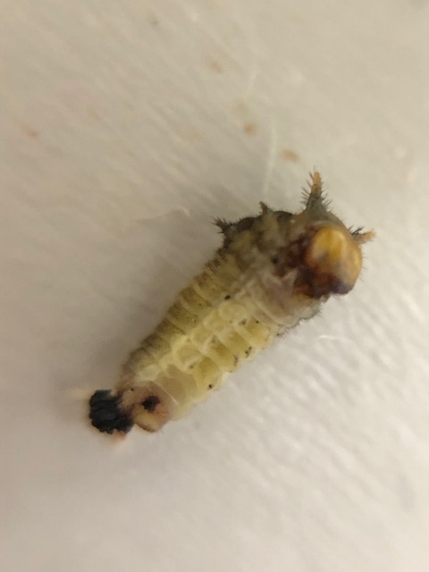 死んだアオスジアゲハ幼虫