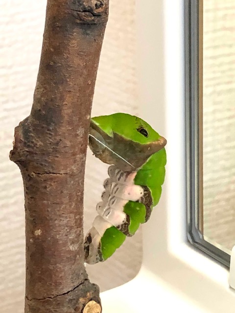 クロアゲハ前蛹