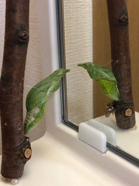 鑑に映るクロアゲハ蛹