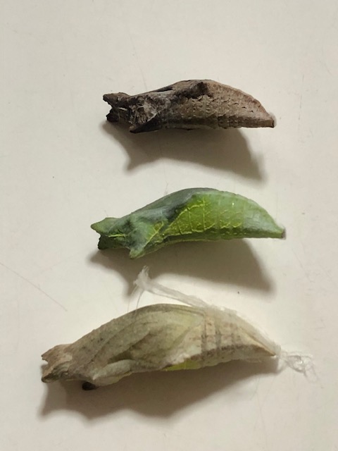 アゲハチョウ蛹3つ
