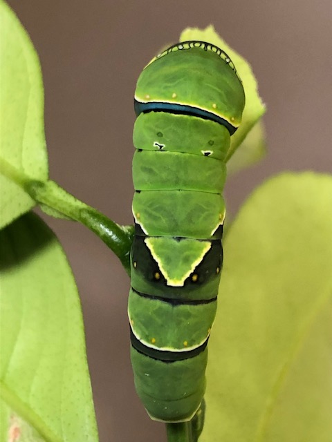 ナミアゲハ終齢幼虫の背中