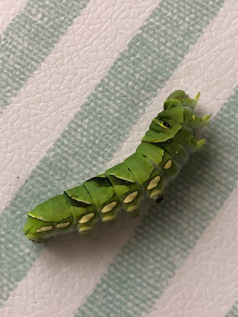 死んだアゲハチョウ幼虫