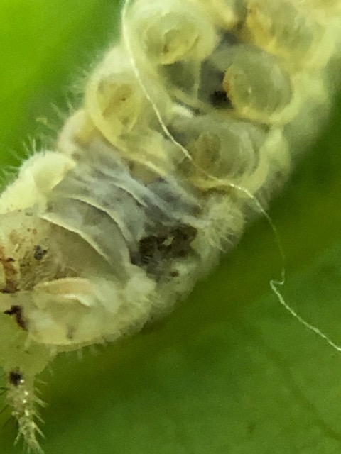 アオスジアゲハ幼虫の寄生虫が出てきた跡拡大写真