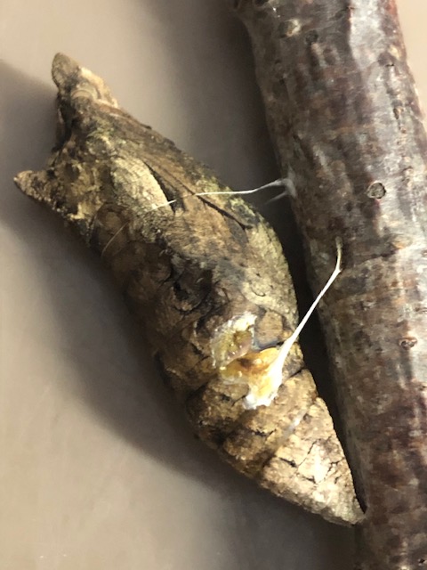 寄生されたアゲハチョウ蛹