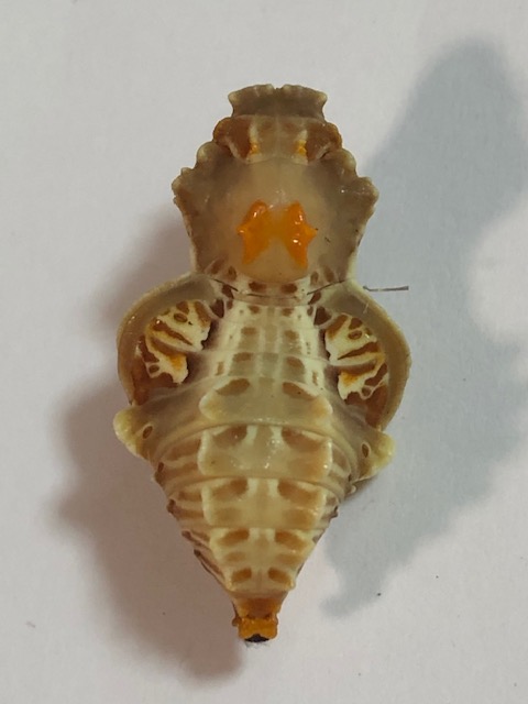 ジャコウアゲハ蛹