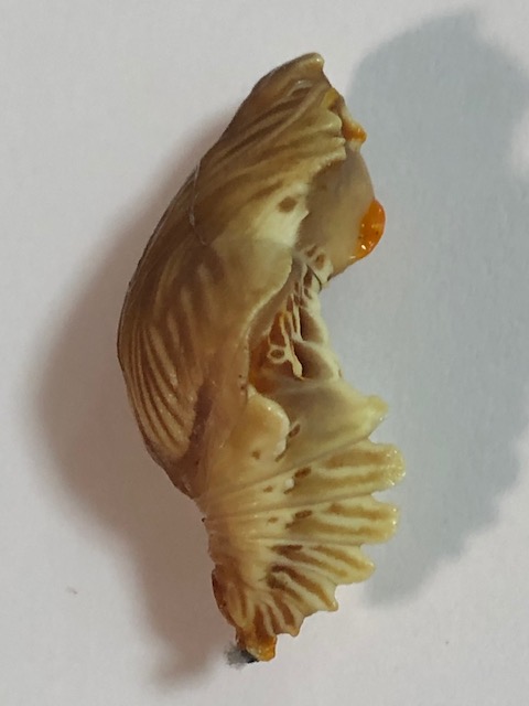 ジャコウアゲハ蛹