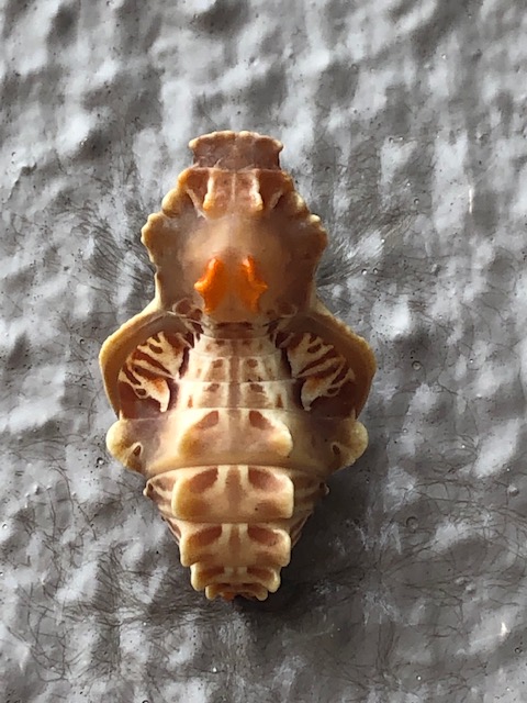 ジャコウアゲハ蛹