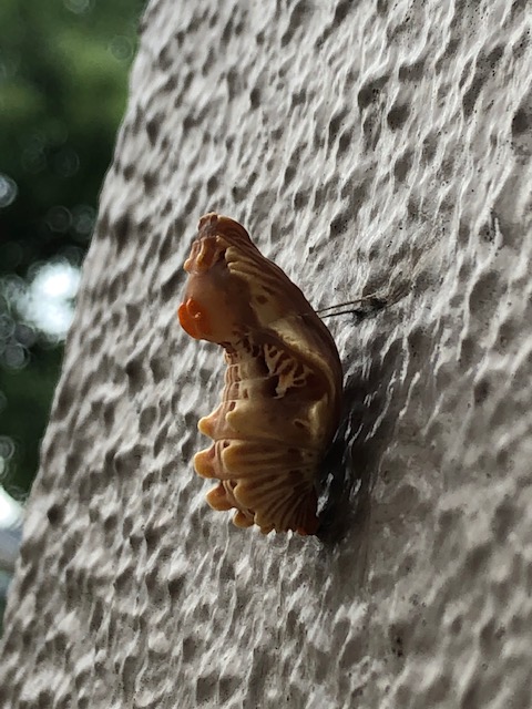 ジャコウアゲハ蛹