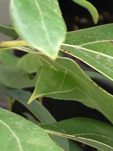 アオスジアゲハ蛹