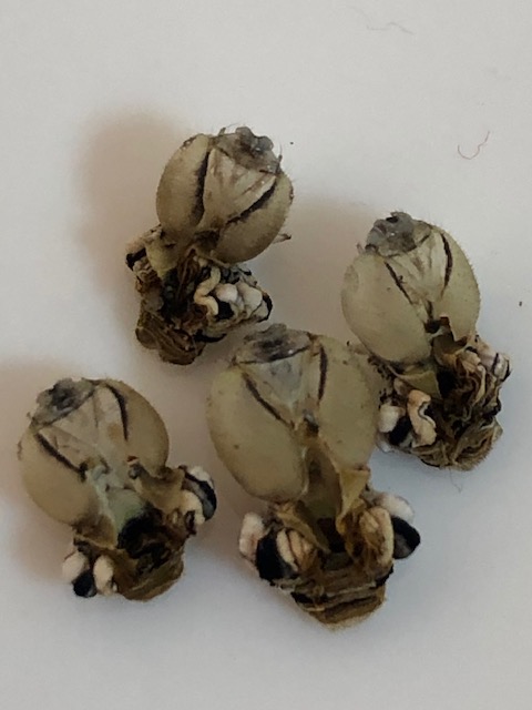 アゲハチョウ蛹の脱け殻4つ