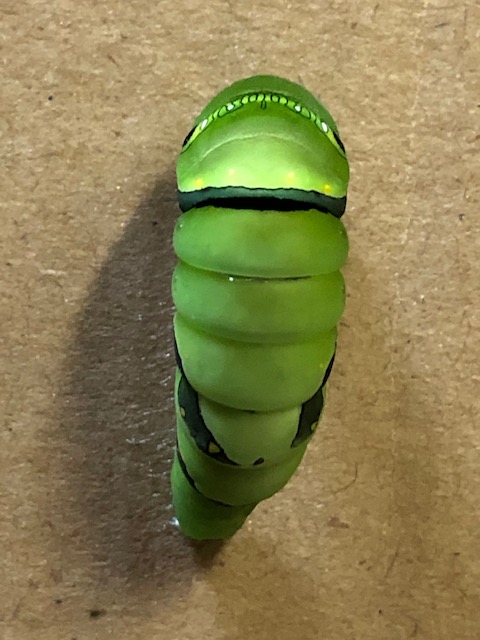 アゲハチョウ前蛹