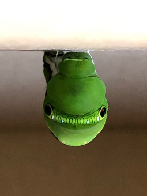 アゲハチョウ前蛹