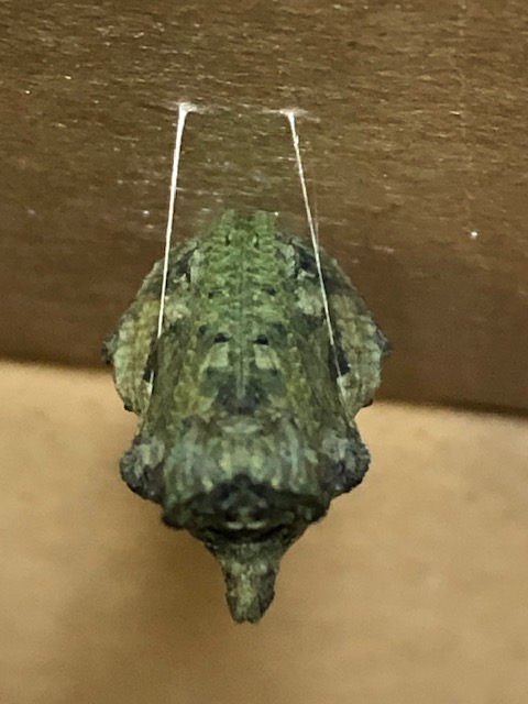 アゲハチョウ蛹