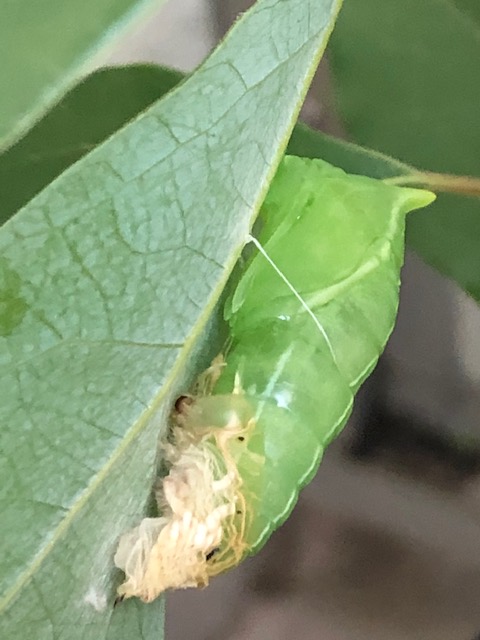 アオスジアゲハ蛹