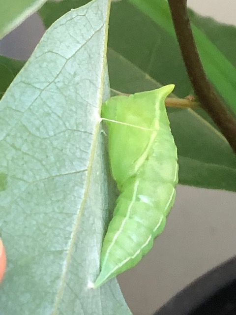 アオスジアゲハ蛹