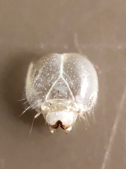 アオスジアゲハのお面