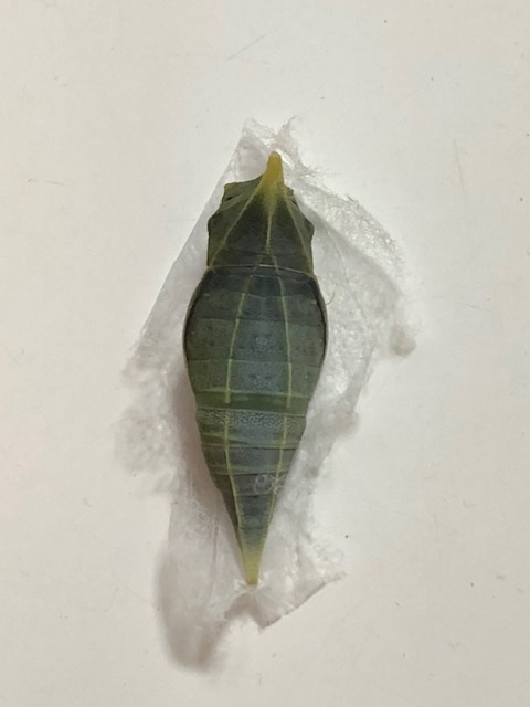 羽化目前のアオスジアゲハ蛹