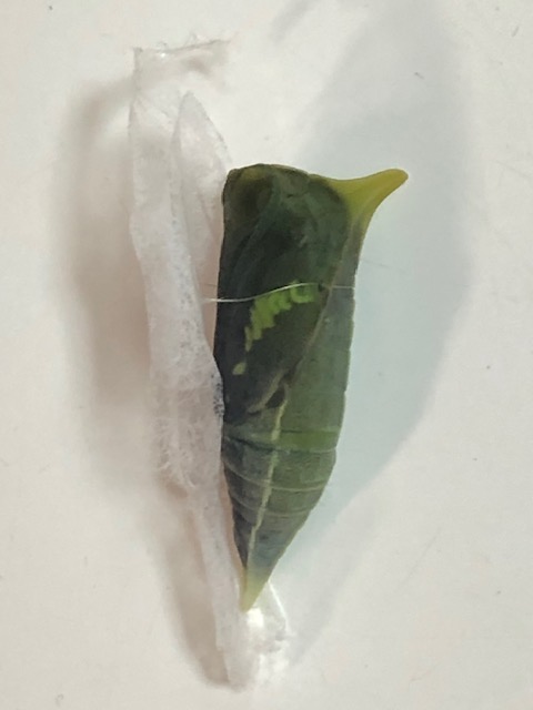 羽化目前のアオスジアゲハ蛹