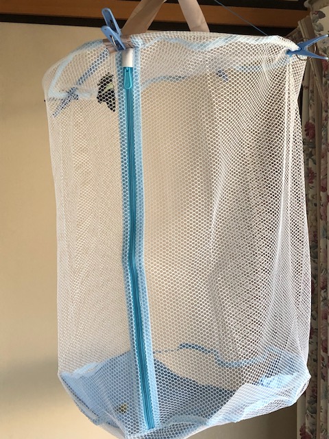 飼育ネットに入ったアオスジアゲハ