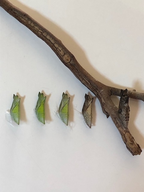 アゲハチョウ蛹