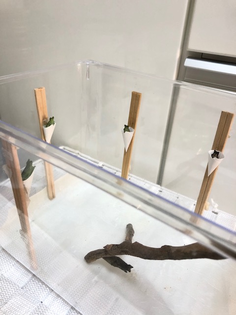 アゲハチョウ越冬蛹