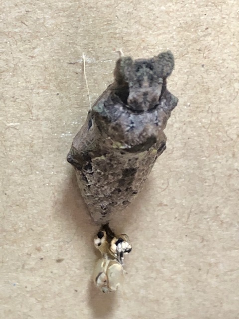 アゲハチョウ蛹