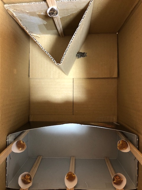 アゲハチョウ越冬蛹