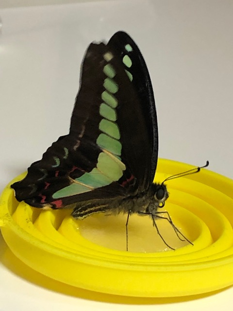 アオスジアゲハ吸蜜