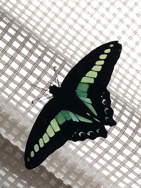 カーテンにとまったアオスジアゲハ