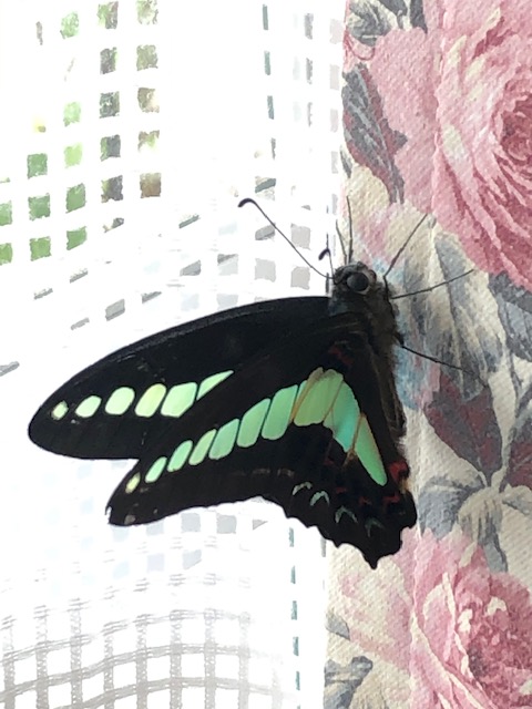 カーテンにとまったアオスジアゲハ