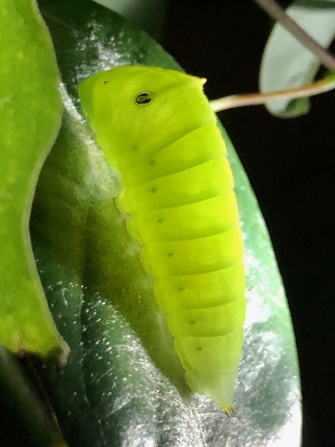 アオスジアゲハ幼虫