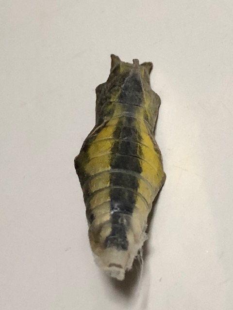 アゲハチョウ蛹
