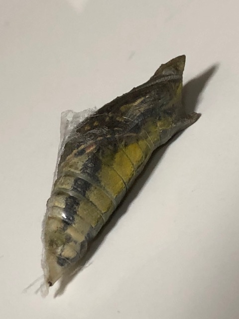 アゲハチョウ蛹
