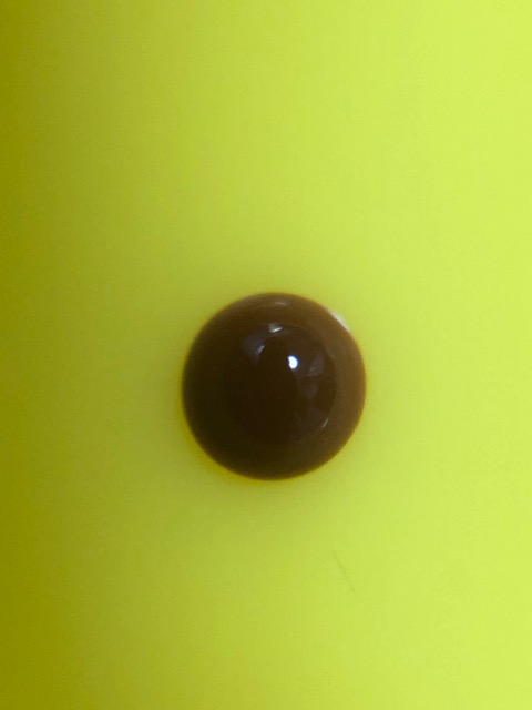 アオスジアゲハのおしっこ