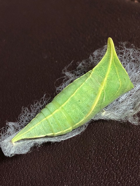 アオスジアゲハ蛹