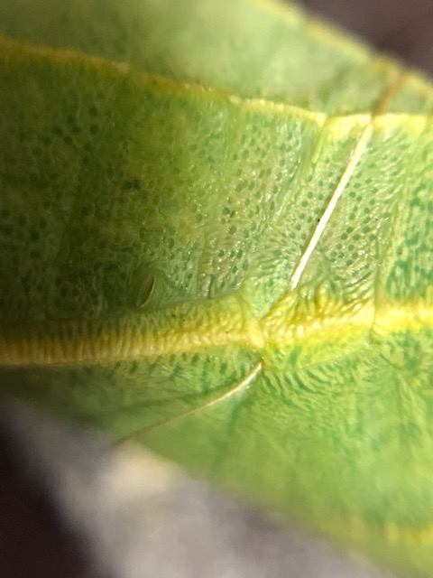 アオスジアゲハ蛹の帯糸