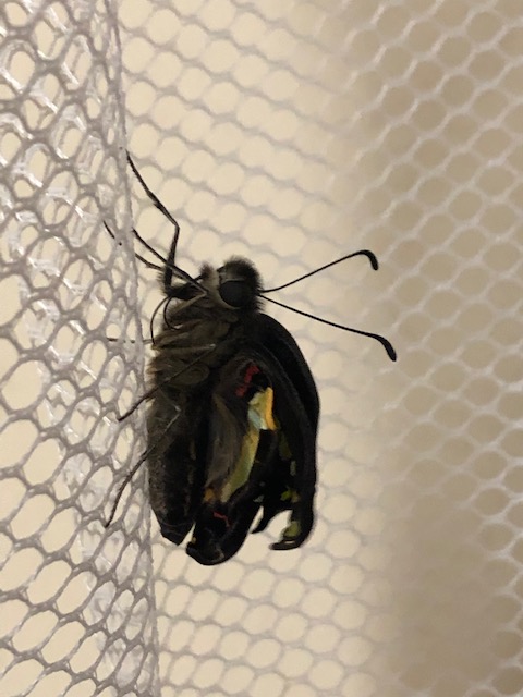 翅が伸びきっていないアオスジアゲハ